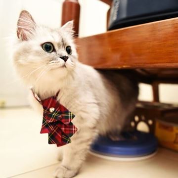 Picture of ZAZAZOO 貓貓格紋項圈套組（聖誕樹領結）